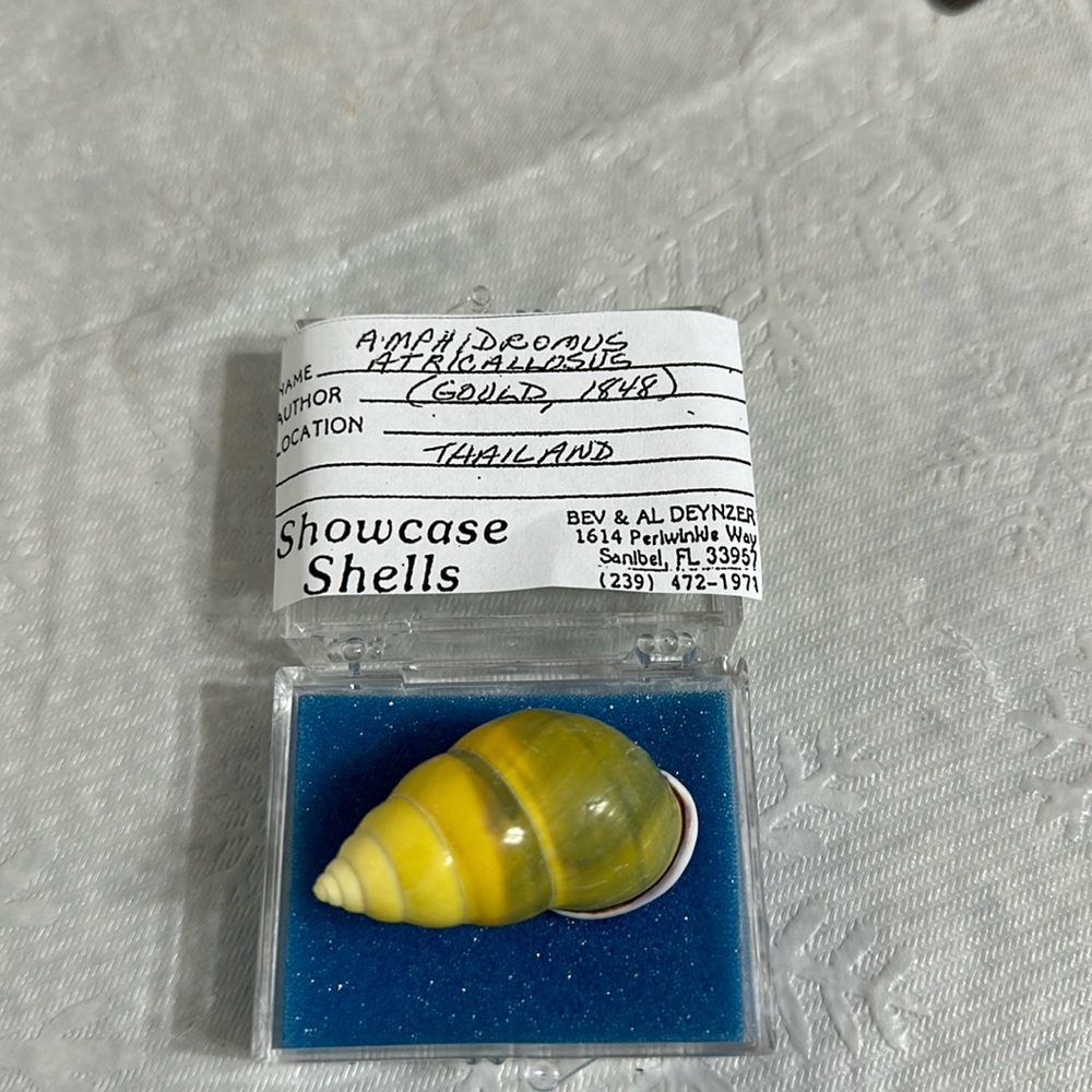 Snail shell from Thailand Amphidromus Atricallosus